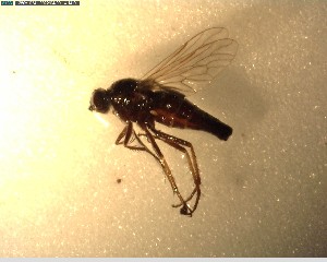  (Anabarhynchus huttoni - NZAC03028253)  @11 [ ] No Rights Reserved (2022) Unspecified Landcare Research, New Zealand Arthropod Collection
