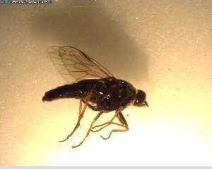  (Anabarhynchus innotatus - NZAC03028282)  @11 [ ] No Rights Reserved (2022) Unspecified Landcare Research, New Zealand Arthropod Collection