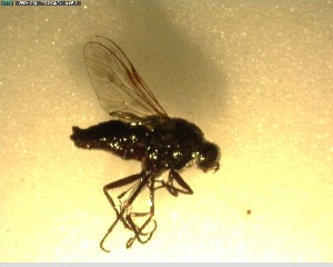  (Anabarhynchus westlandensis - NZAC03028398)  @11 [ ] No Rights Reserved (2022) Unspecified Landcare Research, New Zealand Arthropod Collection