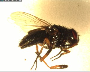  ( - NZAC03028415)  @11 [ ] No Rights Reserved (2022) Unspecified Landcare Research, New Zealand Arthropod Collection