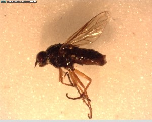  (Anabarhynchus longipennis - NZAC03028423)  @11 [ ] No Rights Reserved (2022) Unspecified Landcare Research, New Zealand Arthropod Collection