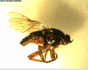  (Anabarhynchus postocularis - NZAC03028460)  @11 [ ] No Rights Reserved (2022) Unspecified Landcare Research, New Zealand Arthropod Collection