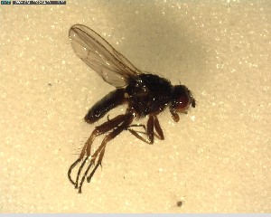  ( - NZAC03028491)  @11 [ ] No Rights Reserved (2022) Unspecified Landcare Research, New Zealand Arthropod Collection