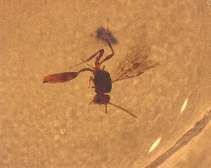  ( - NZAC03030392)  @11 [ ] No Rights Reserved (2022) Unspecified Landcare Research, New Zealand Arthropod Collection