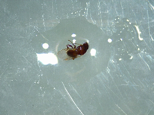  (Leptocera limosina - NZAC03041381)  @11 [ ] No Rights Reserved (2022) Unspecified Landcare Research, New Zealand Arthropod Collection