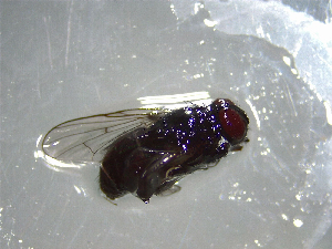  (Paracoenosia - NZAC03041654)  @11 [ ] No Rights Reserved (2022) Unspecified Landcare Research, New Zealand Arthropod Collection