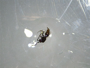  ( - NZAC03041662)  @11 [ ] No Rights Reserved (2022) Unspecified Landcare Research, New Zealand Arthropod Collection