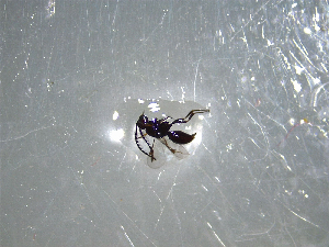  ( - NZAC03041665)  @11 [ ] No Rights Reserved (2022) Unspecified Landcare Research, New Zealand Arthropod Collection
