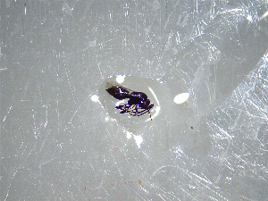  ( - NZAC03041670)  @11 [ ] No Rights Reserved (2022) Unspecified Landcare Research, New Zealand Arthropod Collection