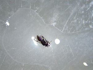  ( - NZAC03041672)  @11 [ ] No Rights Reserved (2022) Unspecified Landcare Research, New Zealand Arthropod Collection