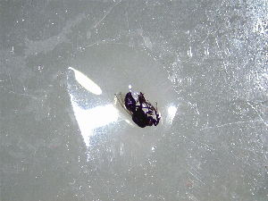  ( - NZAC03041675)  @11 [ ] No Rights Reserved (2022) Unspecified Landcare Research, New Zealand Arthropod Collection