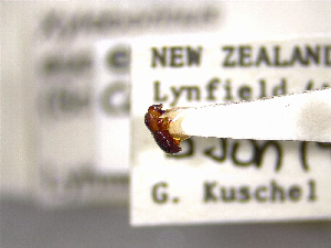  ( - NZAC04025300)  @11 [ ] No Rights Reserved (2022) Unspecified Landcare Research, New Zealand Arthropod Collection