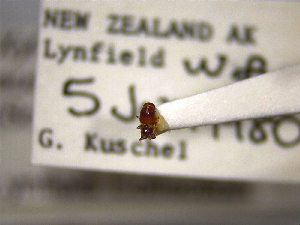  ( - NZAC04025350)  @11 [ ] No Rights Reserved (2022) Unspecified Landcare Research, New Zealand Arthropod Collection