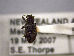  (Steriphus diversipes - NZAC04164002)  @11 [ ] No Rights Reserved (2022) Unspecified Landcare Research, New Zealand Arthropod Collection