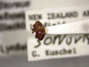  ( - NZAC04259334)  @11 [ ] No Rights Reserved (2022) Unspecified Landcare Research, New Zealand Arthropod Collection