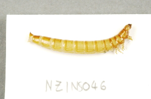  ( - NZINS046)  @12 [ ] Copyright (2011) Unspecified University of Waikato