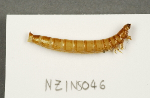  ( - NZINS046)  @12 [ ] Copyright (2011) Unspecified University of Waikato