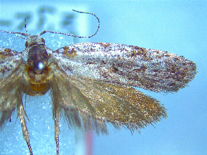  (Izatha gibbsi - NZAC04067053)  @11 [ ] No Rights Reserved (2025) Unspecified Landcare Research, New Zealand Arthropod Collection