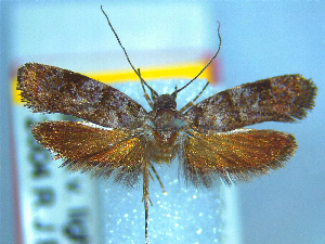  (Izatha minimira - NZAC04067146)  @11 [ ] No Rights Reserved (2025) Unspecified Landcare Research, New Zealand Arthropod Collection