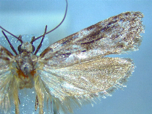  (Izatha haumu - NZAC04067164)  @11 [ ] No Rights Reserved (2025) Unspecified Landcare Research, New Zealand Arthropod Collection