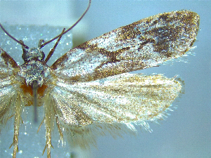  (Izatha notodoxa - NZAC04067187)  @11 [ ] No Rights Reserved (2025) Unspecified Landcare Research, New Zealand Arthropod Collection
