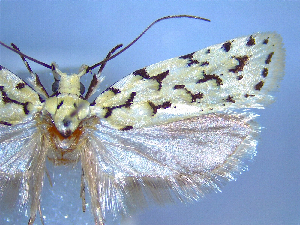  (Izatha taingo - NZAC04067265)  @11 [ ] No Rights Reserved (2025) Unspecified Landcare Research, New Zealand Arthropod Collection