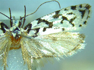  (Izatha katadiktya - NZAC04067319)  @11 [ ] No Rights Reserved (2025) Unspecified Landcare Research, New Zealand Arthropod Collection