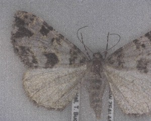  (Pseudocoremia albafasciata - NZAC04190854)  @11 [ ] No Rights Reserved (2025) Unspecified Landcare Research, New Zealand Arthropod Collection