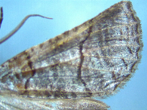  (Ipana perdita - NZAC04191295)  @11 [ ] No Rights Reserved (2025) Unspecified Landcare Research, New Zealand Arthropod Collection
