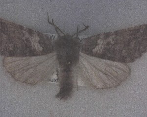  (Ipana griseata - NZAC04192528)  @11 [ ] No Rights Reserved (2025) Unspecified Landcare Research, New Zealand Arthropod Collection