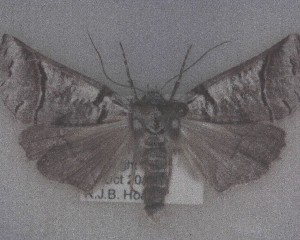  (Ipana hermione - NZAC04192685)  @11 [ ] No Rights Reserved (2025) Unspecified Landcare Research, New Zealand Arthropod Collection