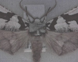  (Declana egregia - NZAC04193816)  @11 [ ] No Rights Reserved (2025) Unspecified Landcare Research, New Zealand Arthropod Collection