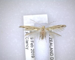  ( - NZAC04201434)  @11 [ ] No Rights Reserved (2020) Unspecified Landcare Research, New Zealand Arthropod Collection