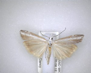  ( - NZAC04201462)  @11 [ ] No Rights Reserved (2020) Unspecified Landcare Research, New Zealand Arthropod Collection