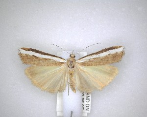  ( - NZAC04201476)  @11 [ ] No Rights Reserved (2020) Unspecified Landcare Research, New Zealand Arthropod Collection