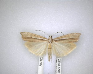  ( - NZAC04201478)  @11 [ ] No Rights Reserved (2020) Unspecified Landcare Research, New Zealand Arthropod Collection