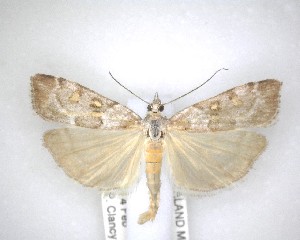  ( - NZAC04201493)  @11 [ ] No Rights Reserved (2020) Unspecified Landcare Research, New Zealand Arthropod Collection