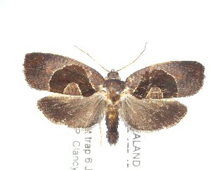  (Ochetarcha miraculosa - NZAC04201507)  @11 [ ] No Rights Reserved (2020) Unspecified Landcare Research, New Zealand Arthropod Collection