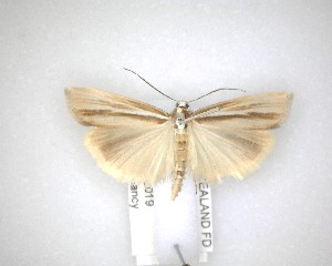  ( - NZAC04201523)  @11 [ ] No Rights Reserved (2020) Unspecified Landcare Research, New Zealand Arthropod Collection