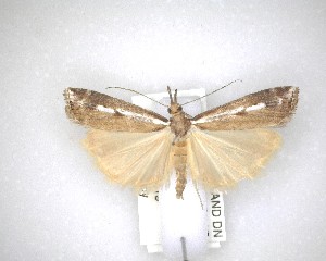  ( - NZAC04201588)  @11 [ ] No Rights Reserved (2020) Unspecified Landcare Research, New Zealand Arthropod Collection