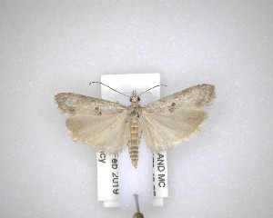  ( - NZAC04201599)  @11 [ ] No Rights Reserved (2020) Unspecified Landcare Research, New Zealand Arthropod Collection