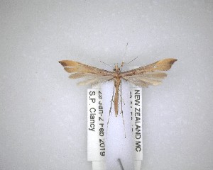  ( - NZAC04201600)  @11 [ ] No Rights Reserved (2020) Unspecified Landcare Research, New Zealand Arthropod Collection