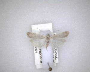  ( - NZAC04201605)  @11 [ ] No Rights Reserved (2020) Unspecified Landcare Research, New Zealand Arthropod Collection
