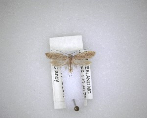  ( - NZAC04201606)  @11 [ ] No Rights Reserved (2020) Unspecified Landcare Research, New Zealand Arthropod Collection