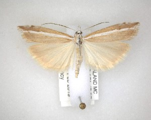  ( - NZAC04201625)  @11 [ ] No Rights Reserved (2020) Unspecified Landcare Research, New Zealand Arthropod Collection