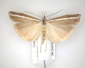  ( - NZAC04201626)  @11 [ ] No Rights Reserved (2020) Unspecified Landcare Research, New Zealand Arthropod Collection