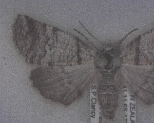  (Ipana feredayi - NZAC04203678)  @11 [ ] No Rights Reserved (2025) Unspecified Landcare Research, New Zealand Arthropod Collection