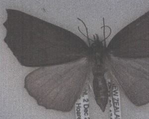  ( - NZAC04203711)  @11 [ ] No Rights Reserved (2025) Unspecified Landcare Research, New Zealand Arthropod Collection