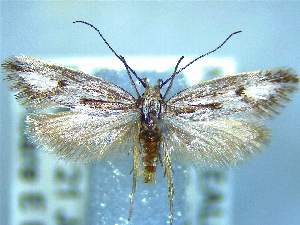  (Prepalla austrina - NZAC04226184)  @11 [ ] No Rights Reserved (2025) Unspecified Landcare Research, New Zealand Arthropod Collection