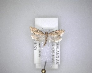  (Capua semiferana - NZAC04231435)  @11 [ ] No Rights Reserved (2020) Unspecified Landcare Research, New Zealand Arthropod Collection